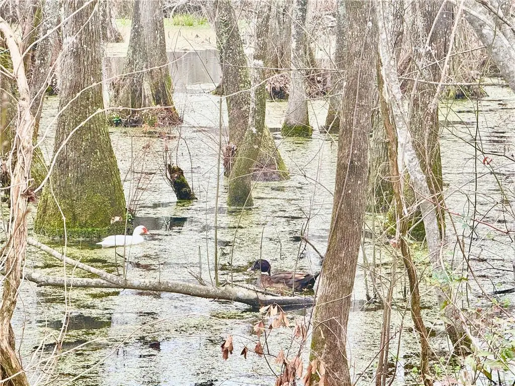 tbd Hills Road, Holden, LA 70744 - Image #1