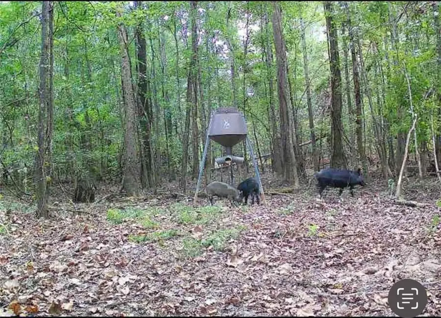 Powerline Road, Angie, LA 70426 - Image #3