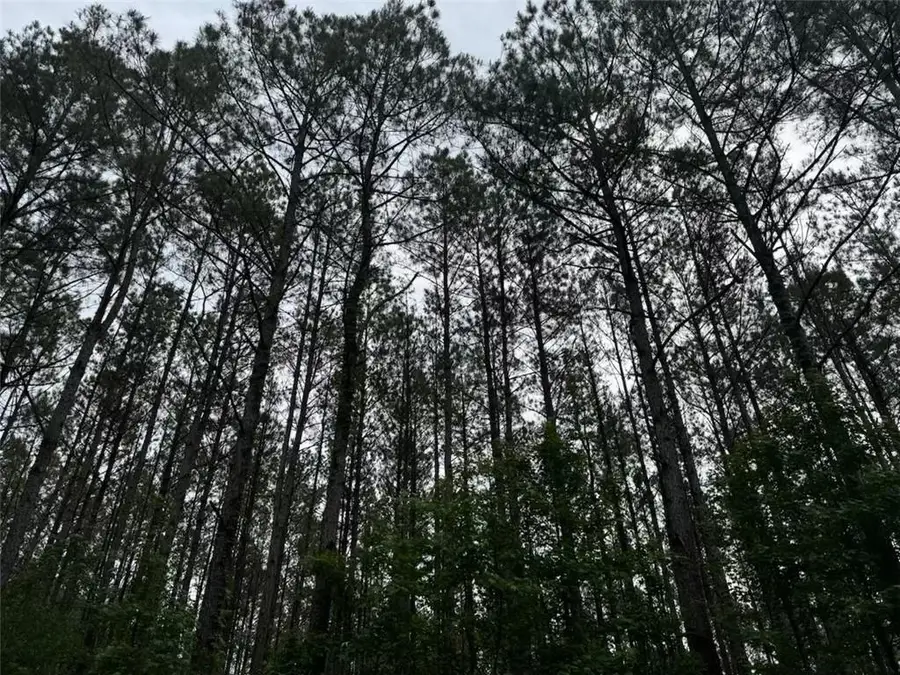 Newman Briggs Road, Kentwood, LA 70444 - Image #3