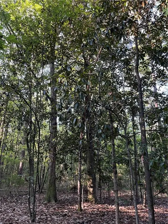 Aunt Margie's Rd Road, Greensburg, LA 70441 - #2