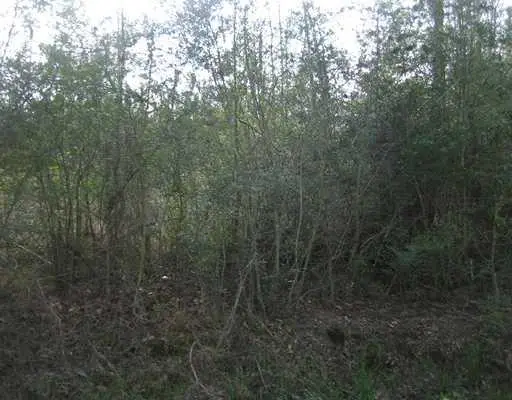 Strader Road, Ponchatoula, LA 70454 - Image #3