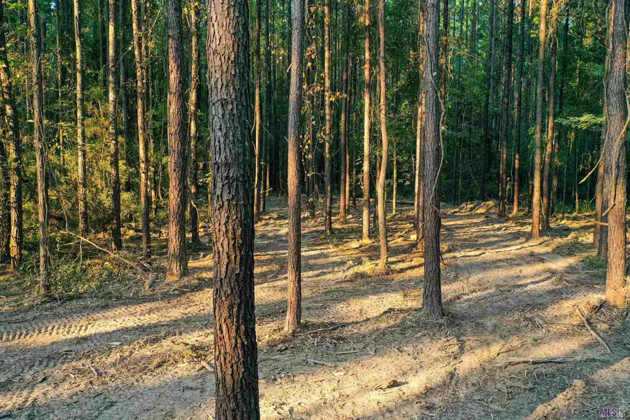 Lot 21 La Hwy 449, Pine Grove, LA 70453 - Image #2