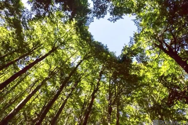 TBD Henderson Ln, Clinton, LA 70722