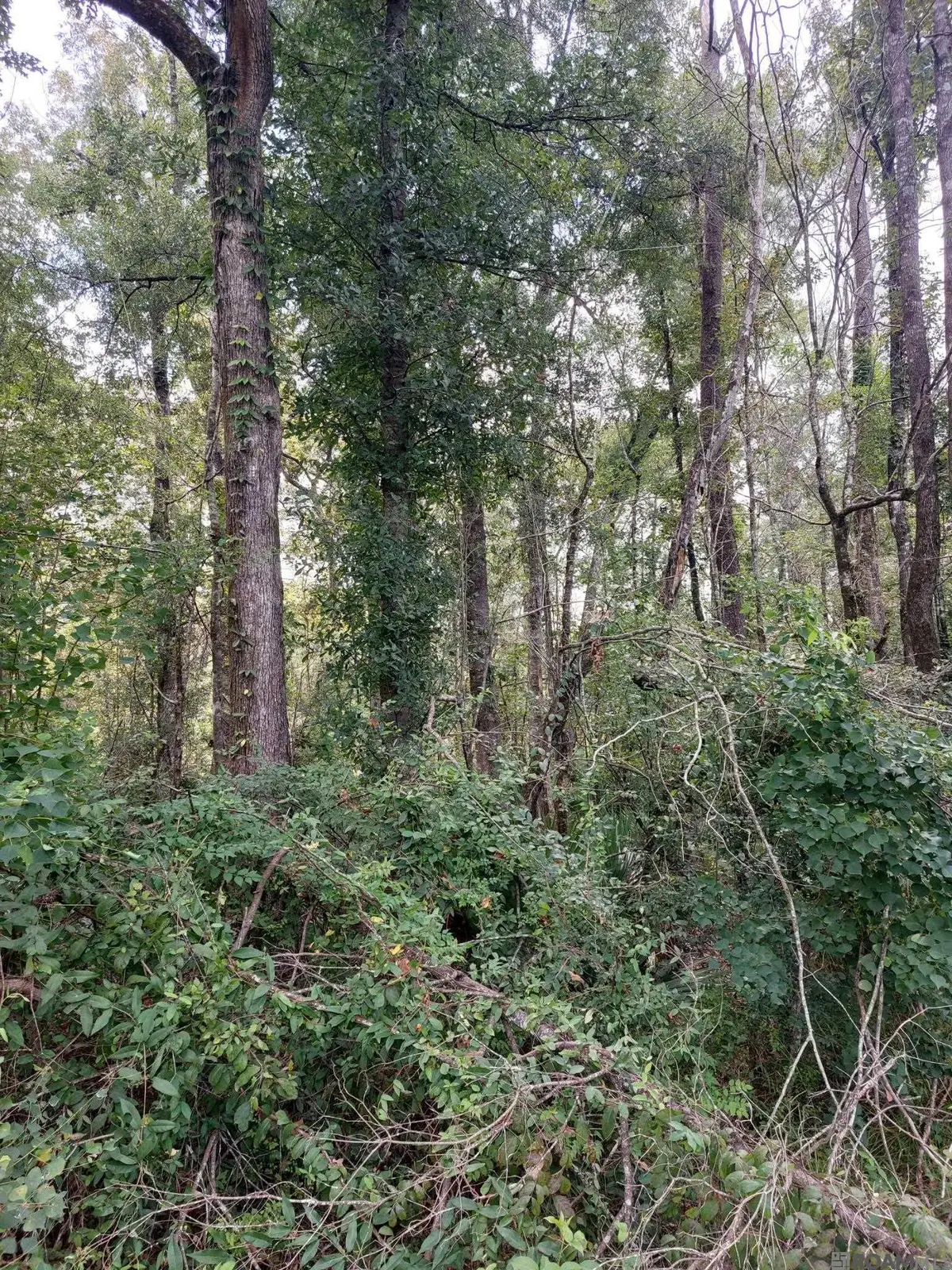 Old Winchester Dr, Denham Springs, LA 70706 - Image #1