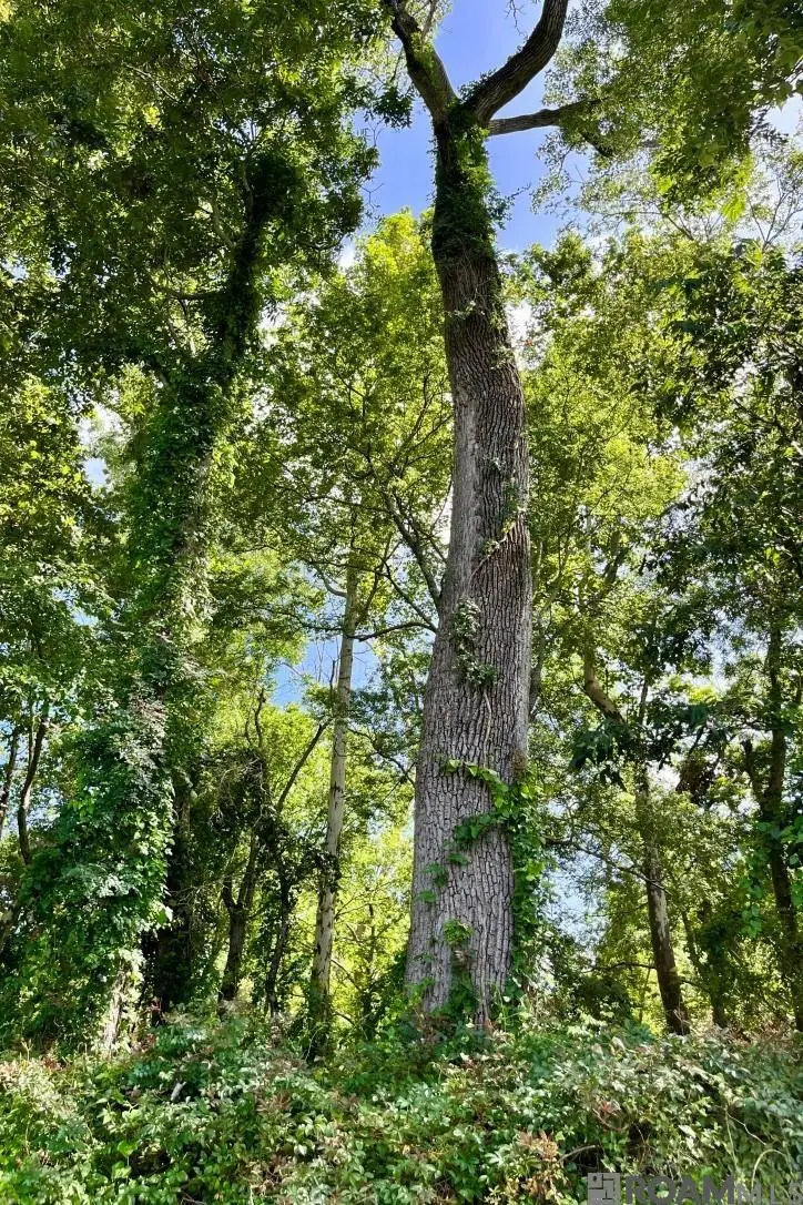 26 Cat Island Rd, Saint Francisville, LA 70775 - Image #2