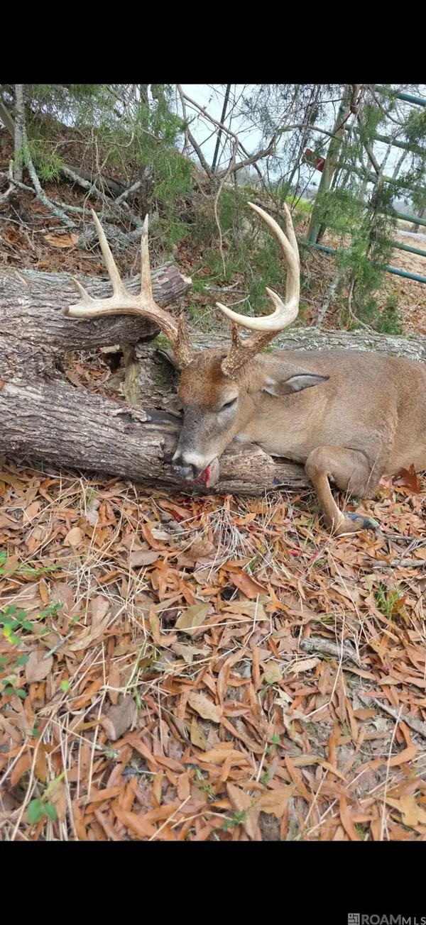 Ellis Ln, Winnsboro, LA 71295