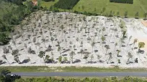 Paul Mcmillian Rd (tract 4), Deridder, LA 70634 - Image #1