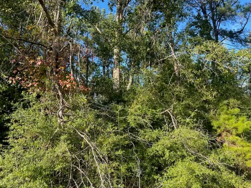 Tbd Dutch Harper Rd, Deridder, LA 70634 - Image #2