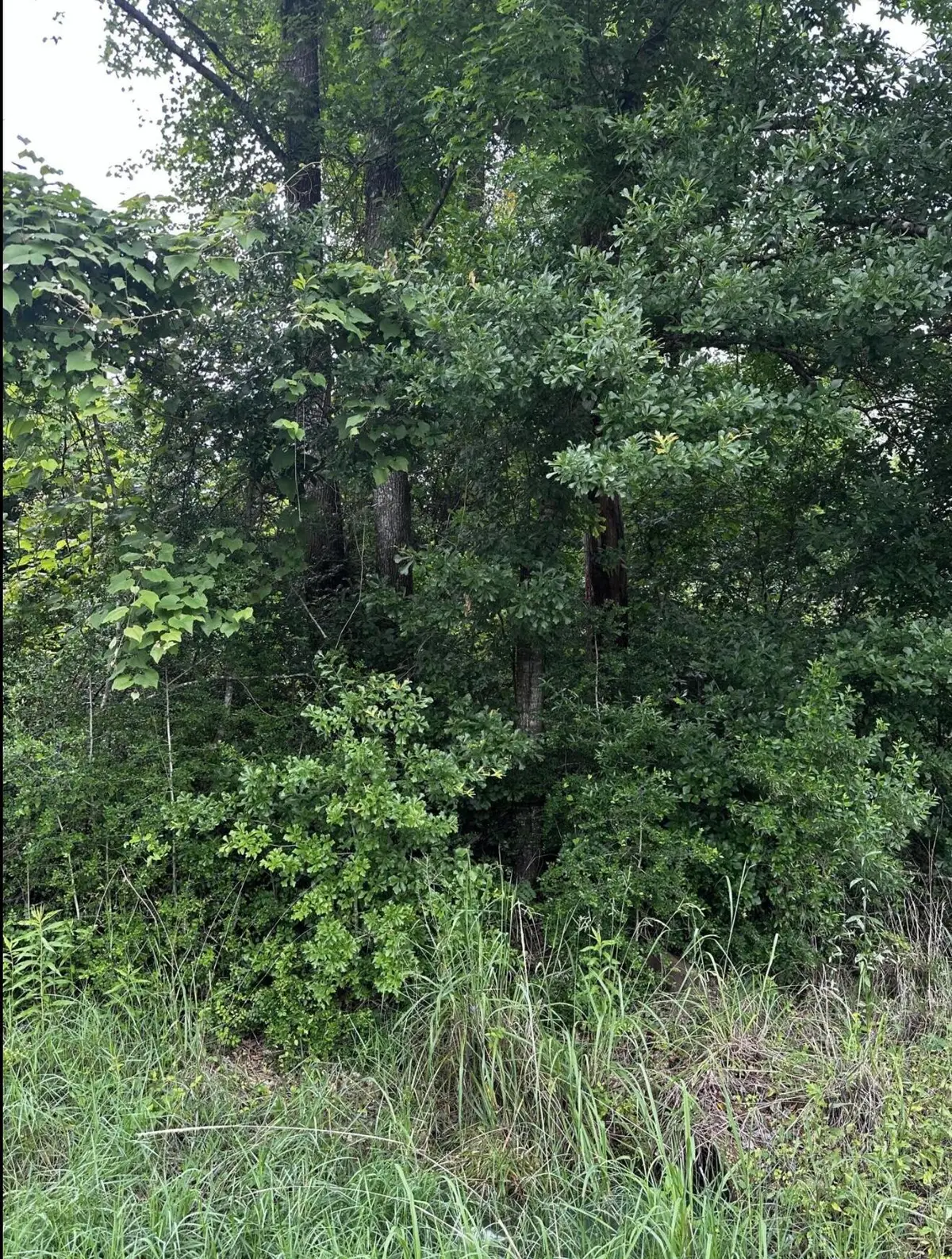 La-109, Starks, LA 70661 - Image #1