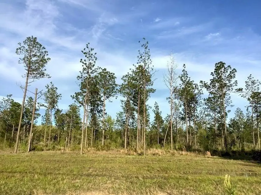 Sandy Loop, Merryville, LA 70653 - #2