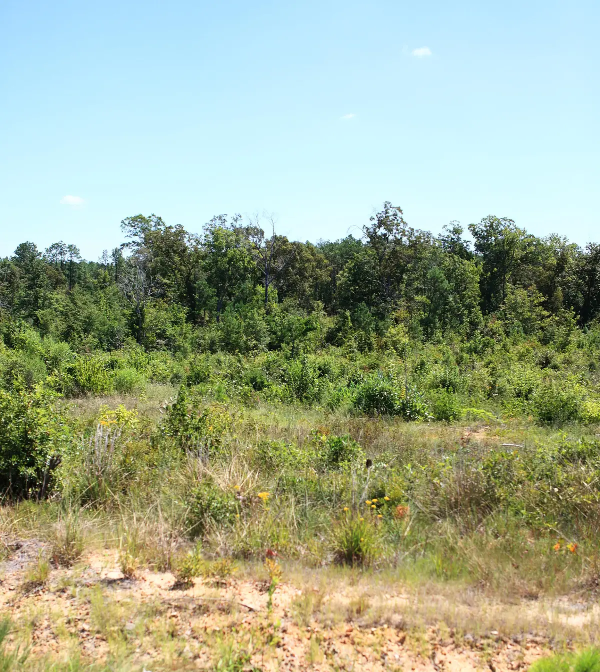 Lot 18 Lebleu Settlement, Leesville, LA 71446 - Image #1