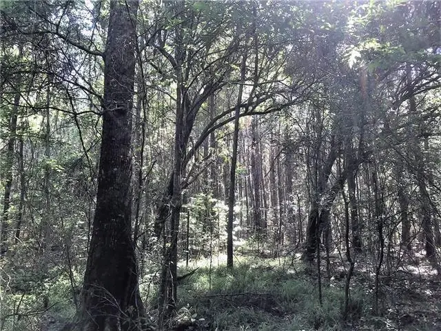 61 Acres Stein Road, Sun, LA 70463 - #3