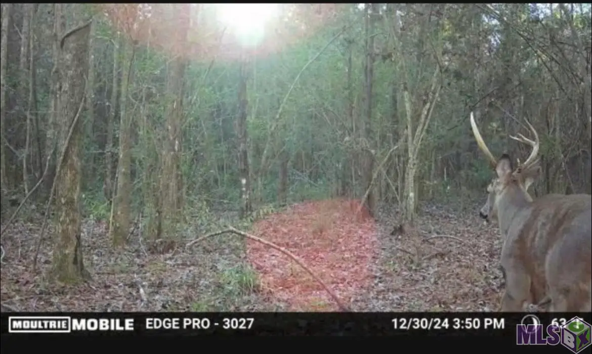 5903 Line Rd, Ethel, LA 70730 - #1