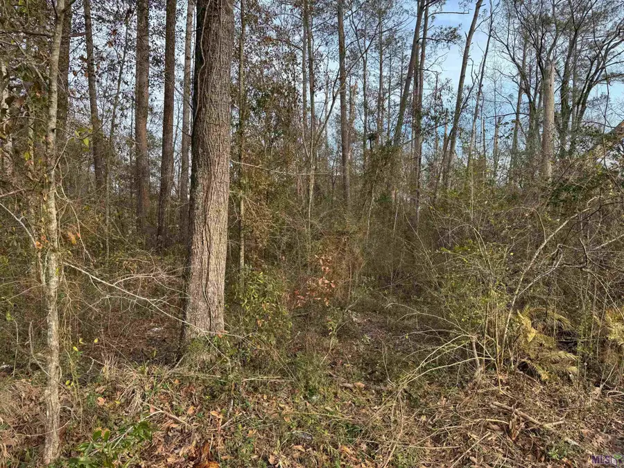 25420 Wisteria Ln, Springfield, LA 70462 - #2