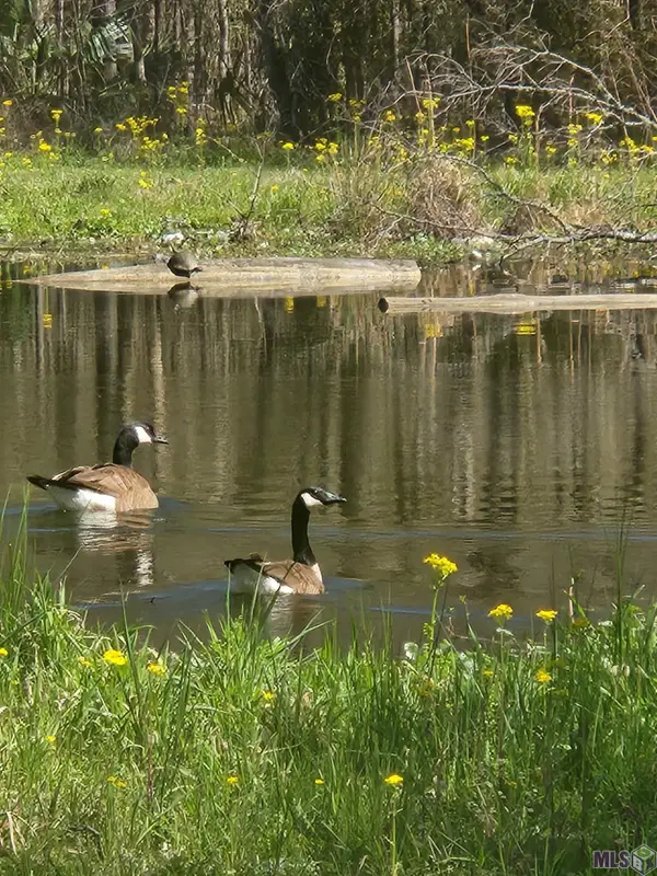 33050 Nancy Dr, Walker, LA 70785