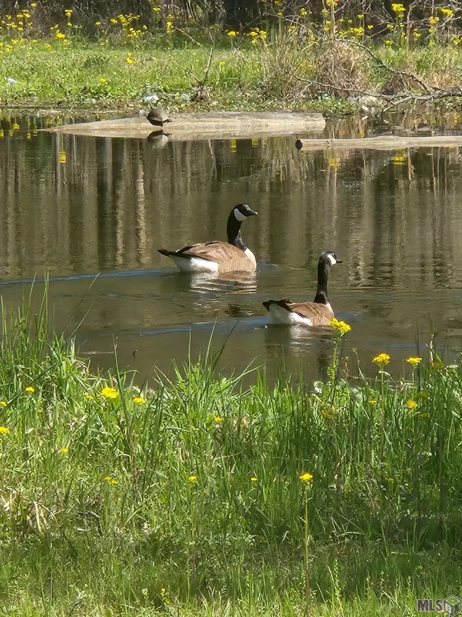 33050 Nancy Dr, Walker, LA 70785 - #2