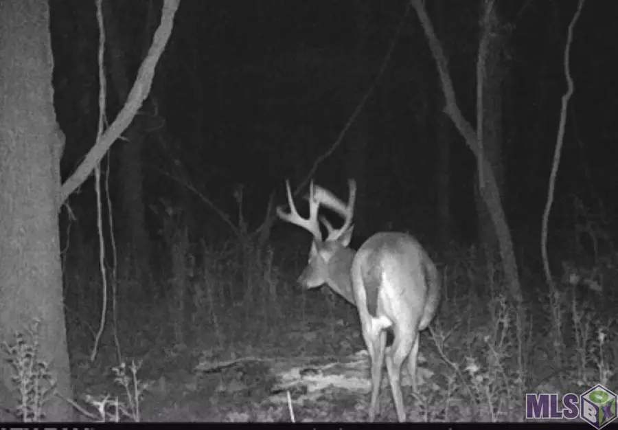 8225 Tunica Trace, Saint Francisville, LA 70775 - #2