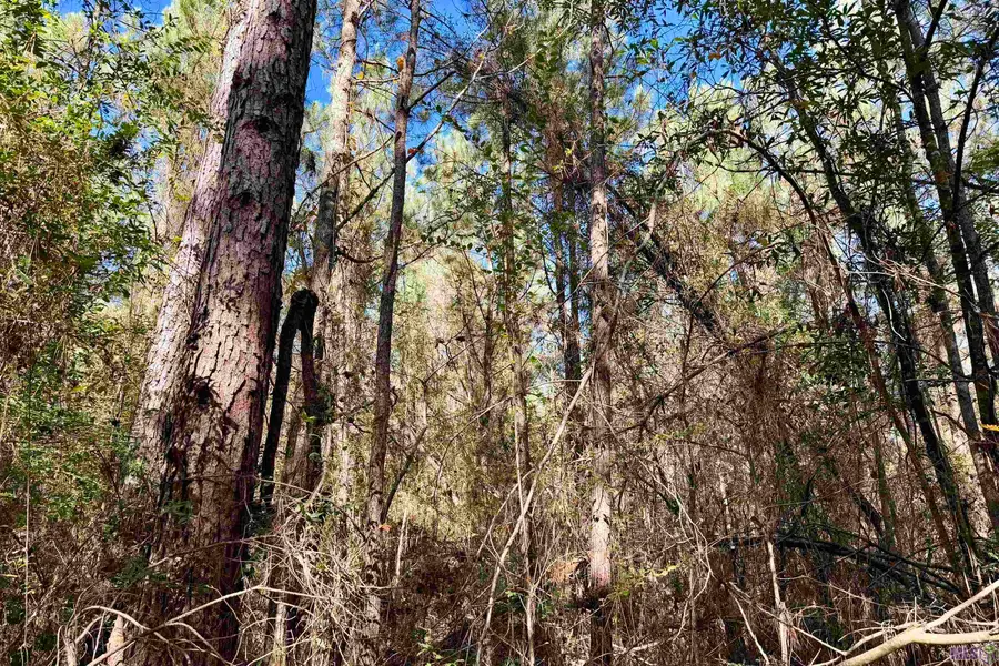 01 Bobcat Lane, Amite, LA 70422 - #3