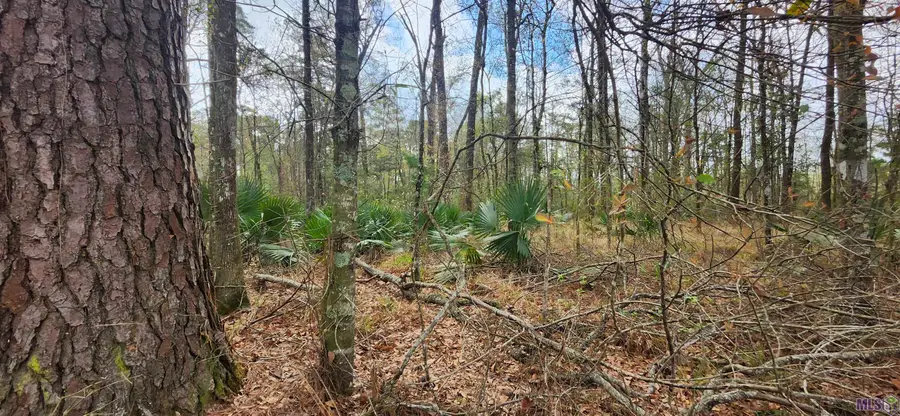 Tract A-4 Reinninger Rd, Denham Springs, LA 70706 - #3