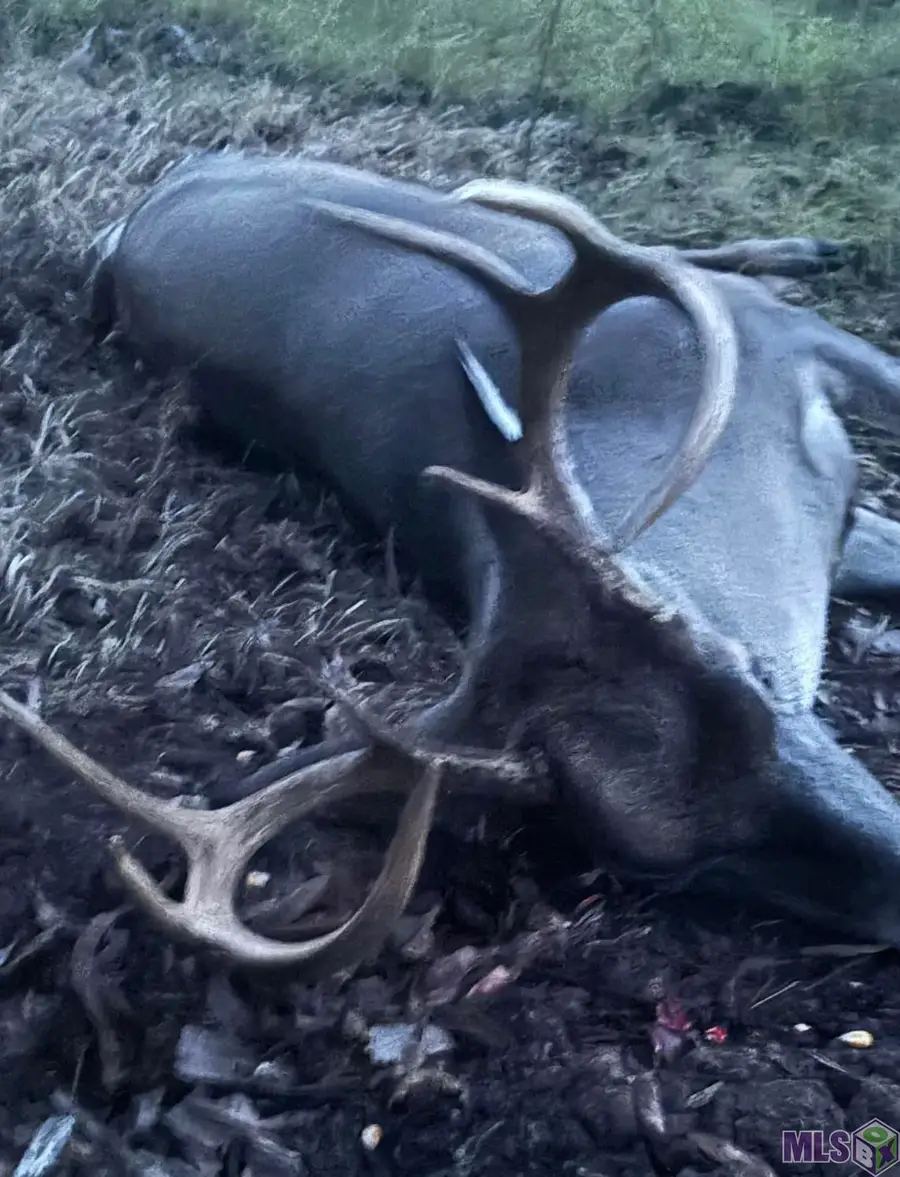 1558 Coco Dr, Cloutierville, LA 71416 - #2