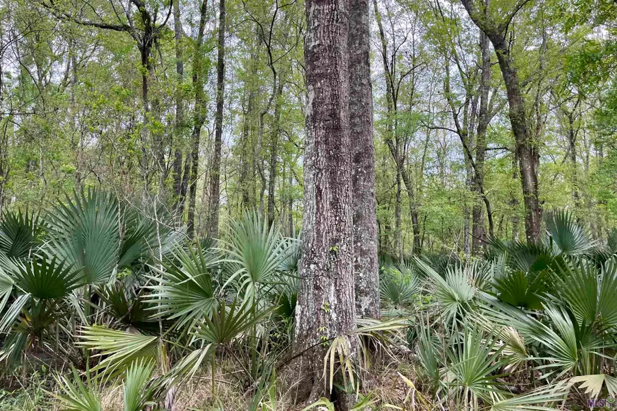 05 Hwy 22, Saint Amant, LA 70774 - #2