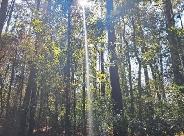 0 Hwy 165 Highway, Glenmora, LA 71433 - #3