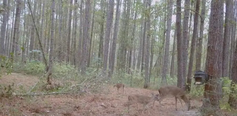 29433 Roscoe Dillon Road, Franklinton, LA 70438 - #3