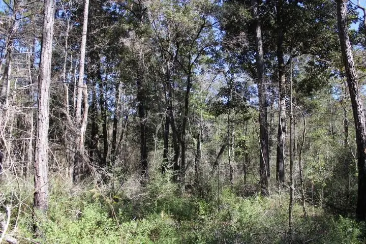 Old Gainsville - Pearlington Road, Pearlington, MS 39572 - #3