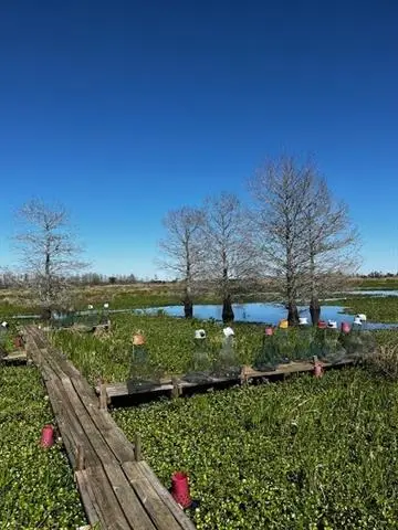 D4 Gros Cypress, Des Allemands, LA 70030 - #2