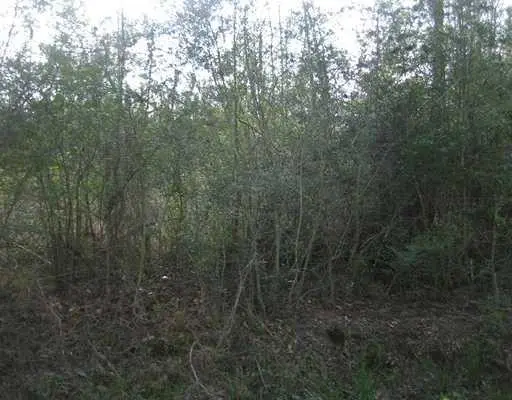 Strader Road, Ponchatoula, LA 70454 - #3