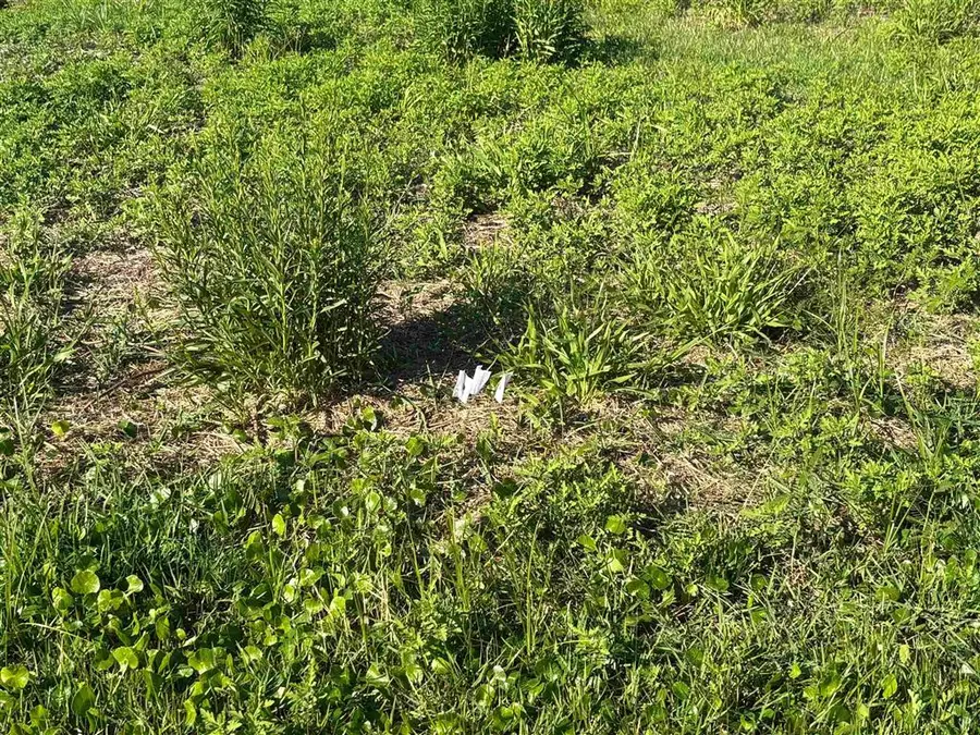 2360 Brant Street, Cameron, LA 70631 - Image #2