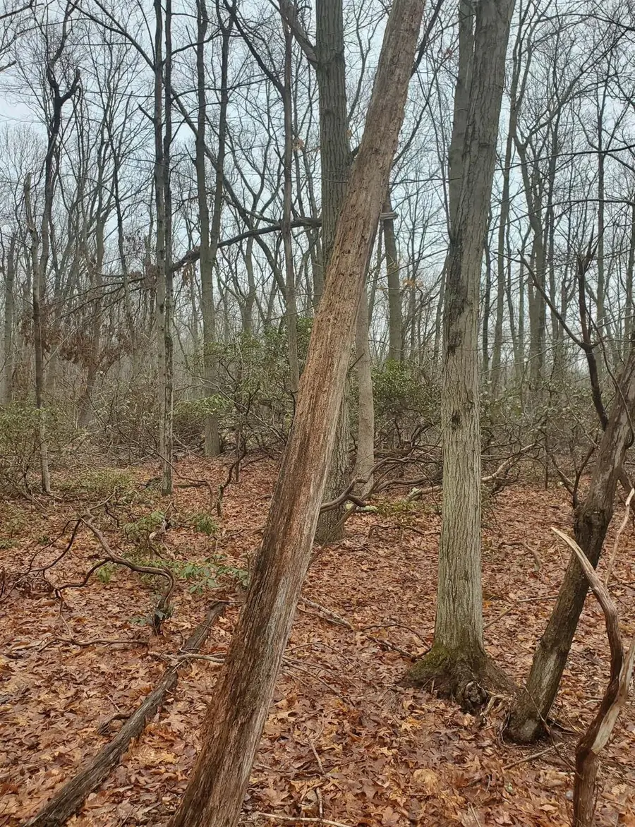 8 Steep Bank Road, Saint James, NY 11780 - Image #2