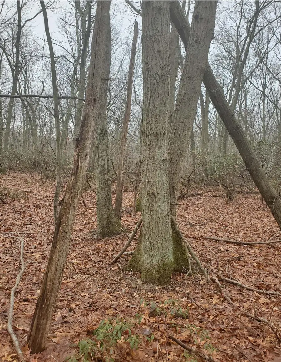 8 Steep Bank Road, Saint James, NY 11780 - Image #3