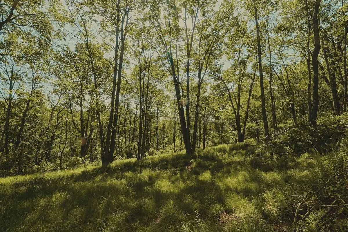 00 Benton Hollow, Liberty, NY 12754 - #1