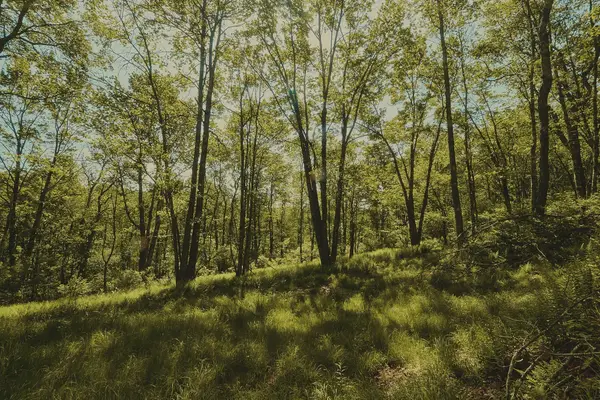 00 Benton Hollow, Liberty, NY 12754