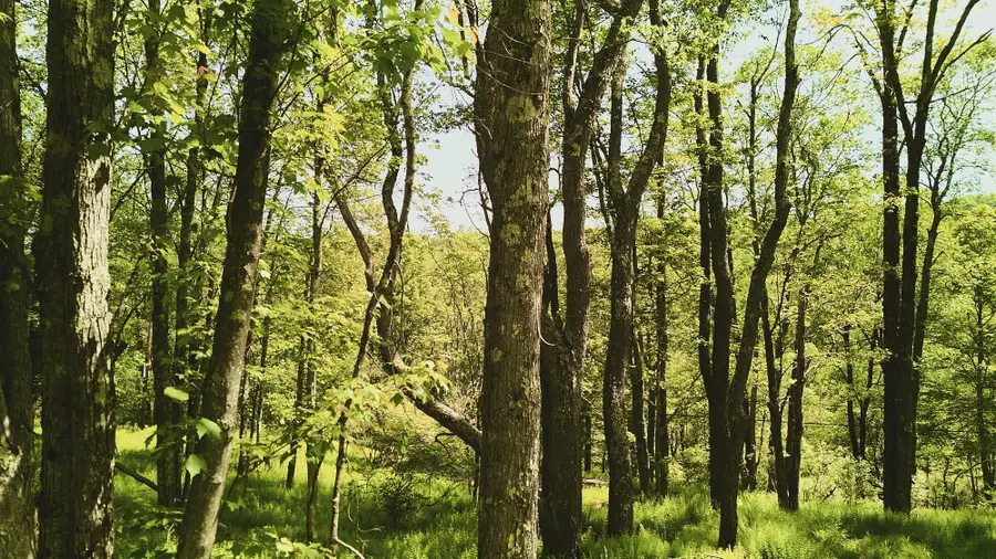 00 Benton Hollow, Liberty, NY 12754 - #2