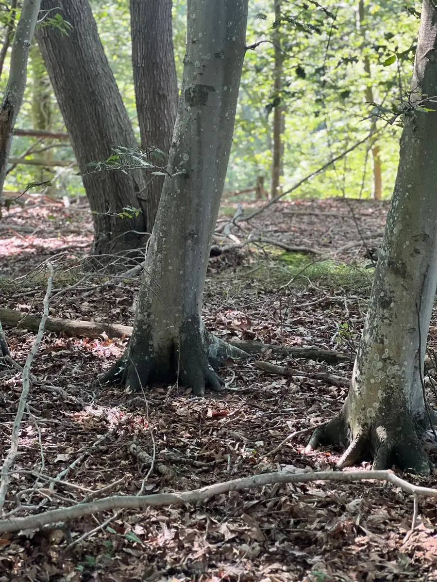 Fern Road, Calverton, NY 11933 - Image #2