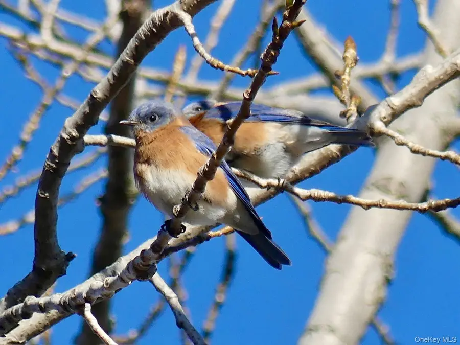 904 Dean Avenue, Bronx, NY 10465 - Image #3