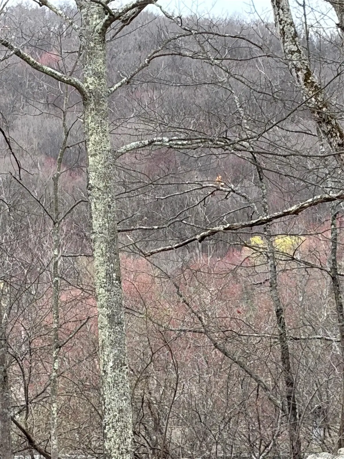 Fox Mountain, Livingston Manor, NY 12758 - #1