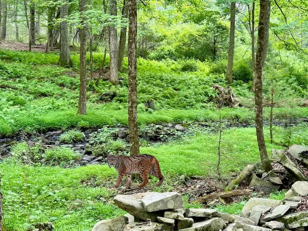 Baran Drive, Glen Spey, NY 12737