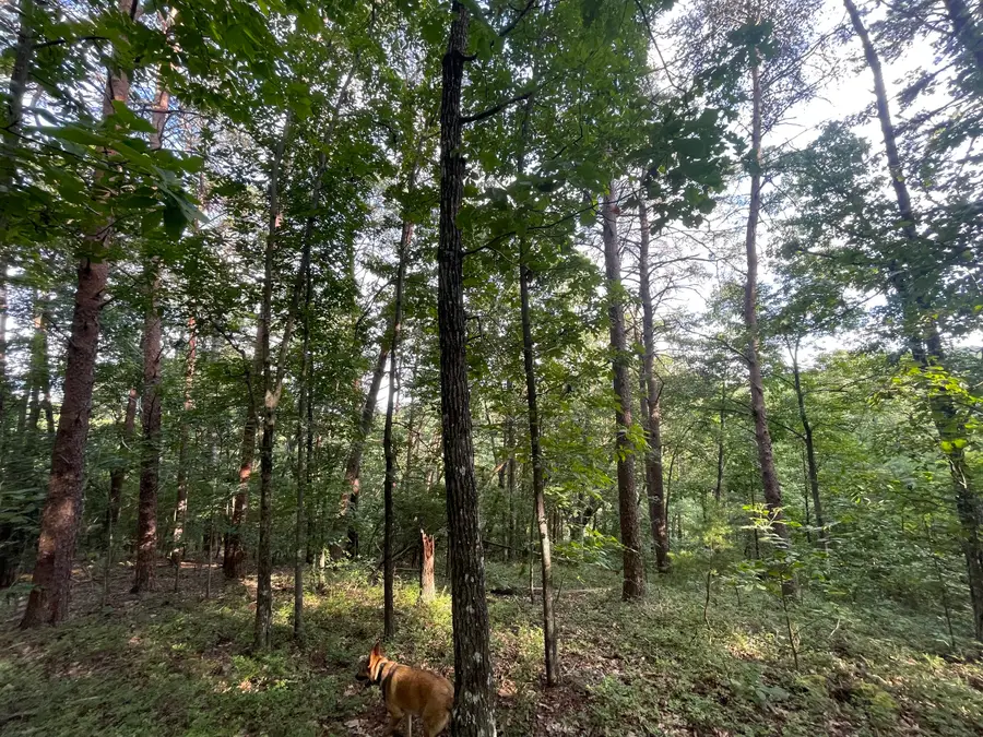 1063 Mayfield Lane Ne, Ranger, GA 30734 - Image #2