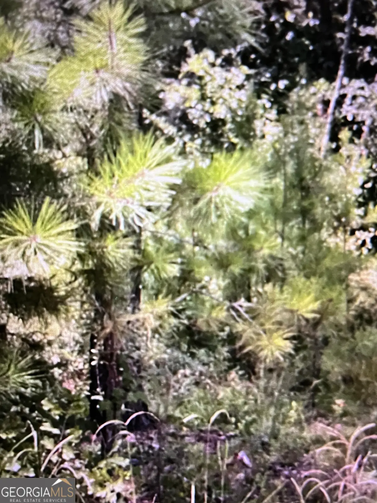 LOTS 5 & 6 N/a, Denton, GA 31532 - Image #1