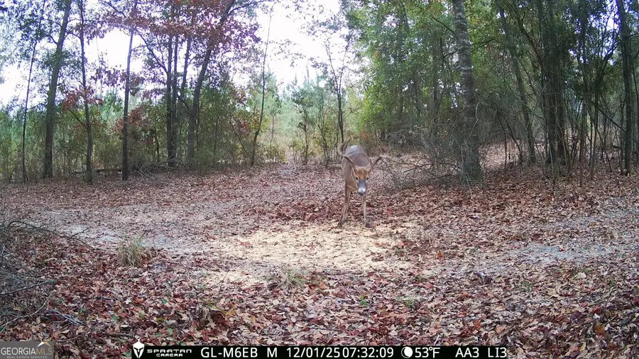 TBD2 Cumbie Road, Climax, GA 39834 - Image #2