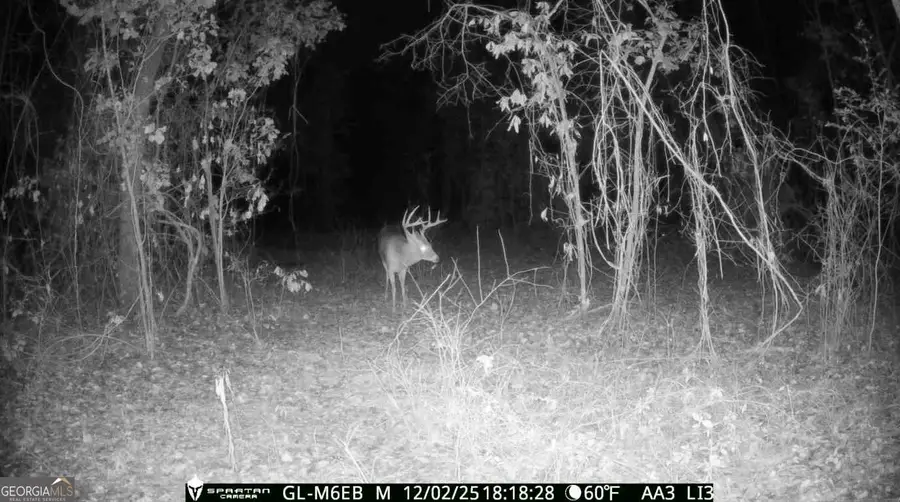 TBD2 Cumbie Road, Climax, GA 39834 - Image #3