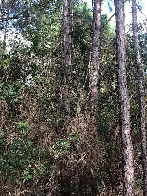 47 +/- ACRES Live Oak Lane, Blackshear, GA 31516 - Image #3