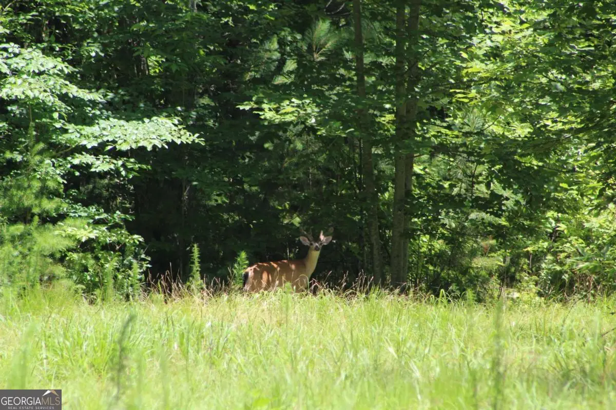 0 Jumper Drive, Ellijay, GA 30540 - #1