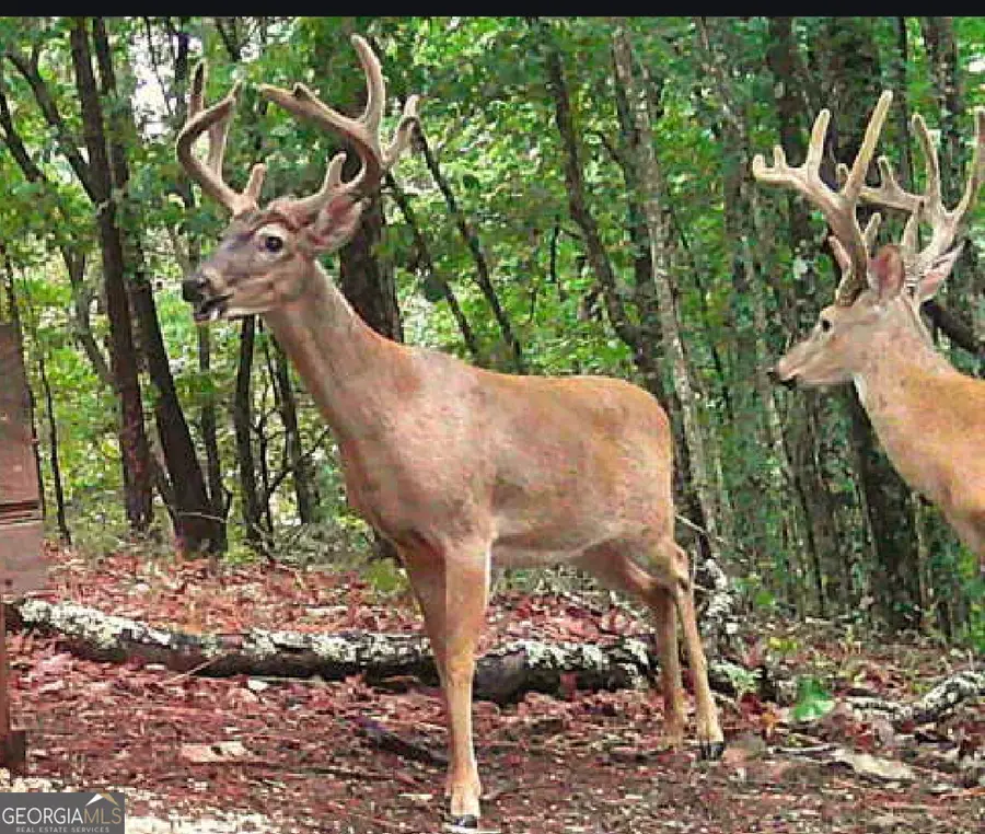 36 ACRES Firetower Road, Thomaston, GA 30286 - Image #2