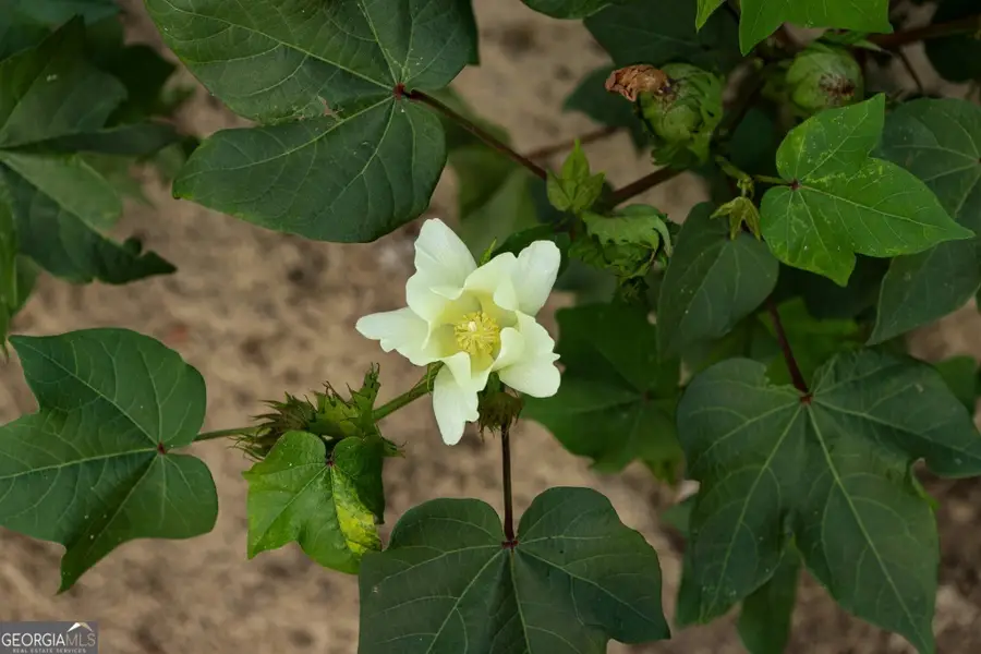 0 Twin Forks Road #TRACT 2, Statesboro, GA 30458 - Image #3