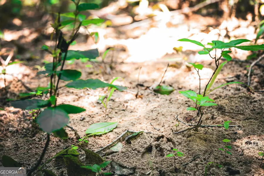 0 County Line Road, Talbotton, GA 31827 - Image #2