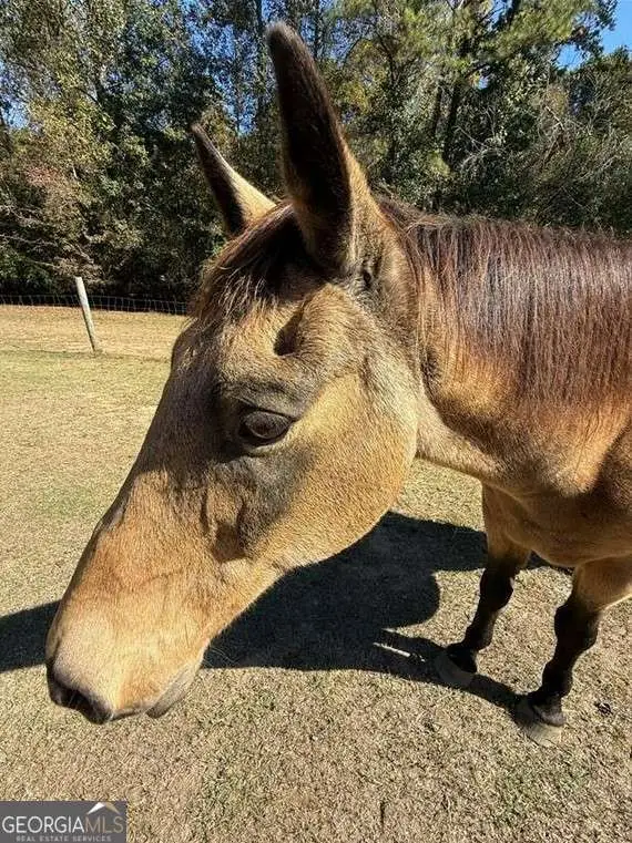 7790 Atlanta Newnan Road, Chattahoochee Hills, GA 30268 - Image #3